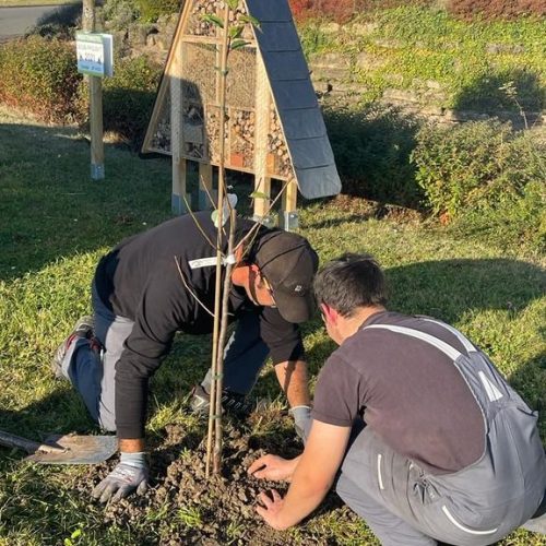 Mitarbeitende pflanzen Baum